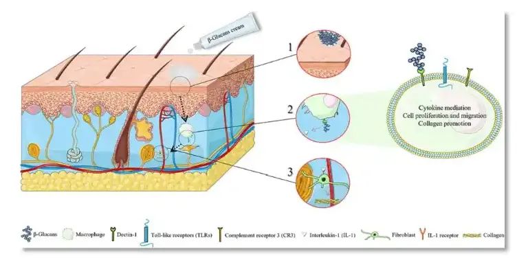 The process of yeast β-glucan penetrating the skin The process of yeast β-glucan penetrating the skin