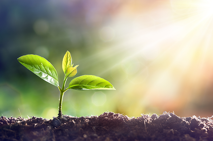 Plant Extract Plant Extract